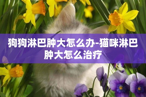 狗狗淋巴肿大怎么办-猫咪淋巴肿大怎么治疗